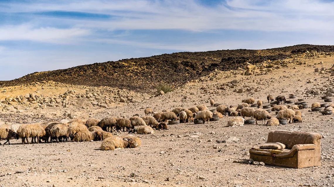 Pilnowane przez Ahmeda, uchodźcę z Syrii, owce Beduinów kręcą się bez celu. / GRAŻYNA MAKARA