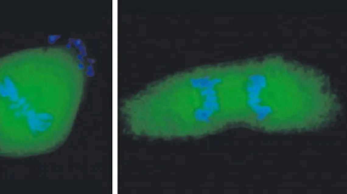 Białko GFP-TCTP w dzielacych sie komórkach (etapy podziału – od lewej: metafaza, anafaza i telofaza). Zielono fosforyzujace białko widac w całej komórce, ale szczególnie duzo w aparacie mitotycznym. DNA zabarwiono na niebiesko innym barwnikiem. /fot. Fran / 