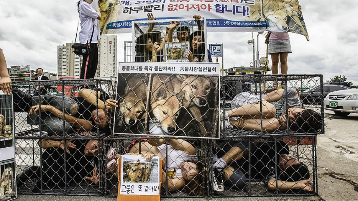 Początki kampanii przeciw „psiemu przemysłowi”, Seul, lipiec 2010 r. Transparent głosi „Psy odczuwają ból jak ludzie”. 18 lipca to tradycyjny dzień spożywania psów – mają m.in. pomagać znosić upały. / LEE JIN-MAN / AP PHOTO / EAST NEWS