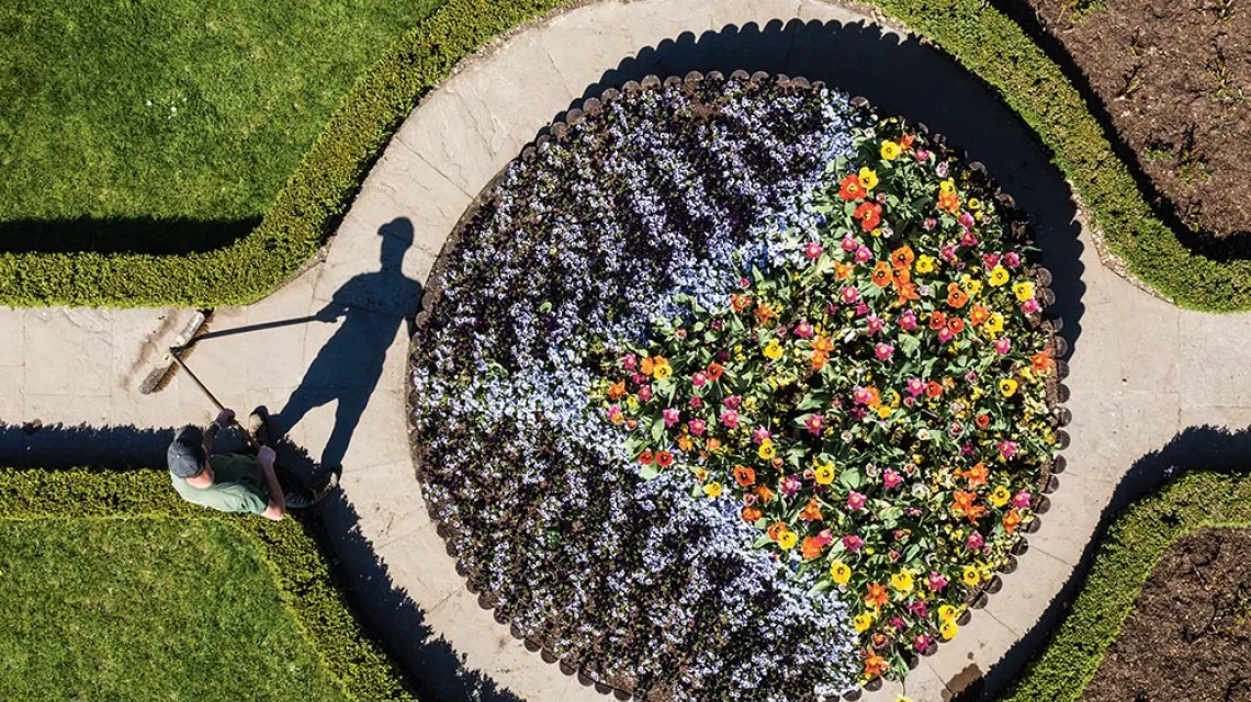 Ogrody tulipanów. Hever, Anglia, 16 kwietnia 2020 r. / CHRIS GORMAN / GETTY IMAGES
