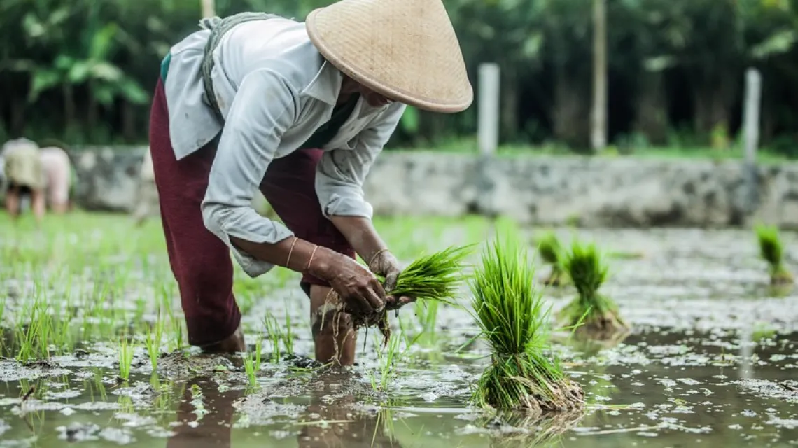  Uprawa ryżu na Jawie, Indonezja. /  / Fot. Rafał Mieszka / EAST NEWS