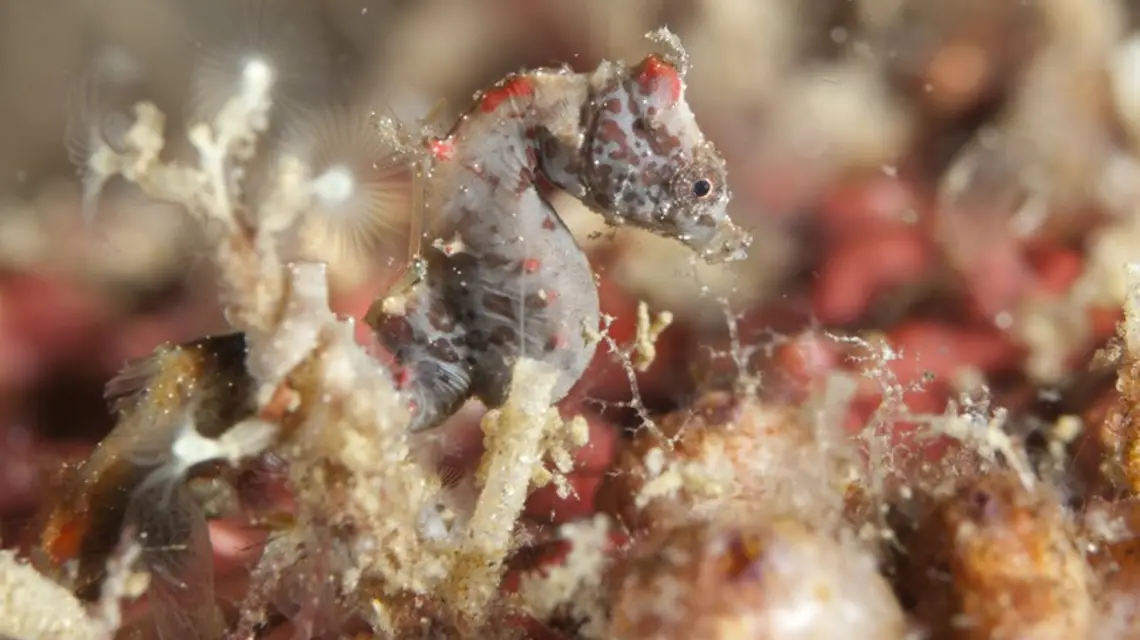 Konik morski / / Fot. Colin Marshall/FLPA