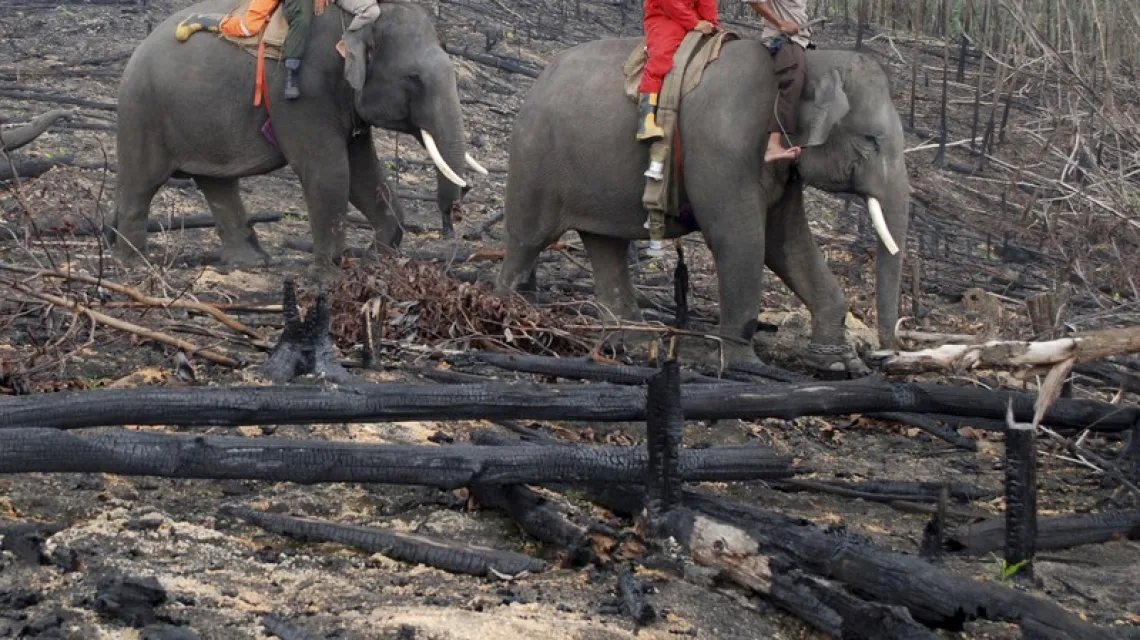 Indonezyjscy urzędnicy leśni patrolują na słoniach obszar dotknięty pożarem lasu. Siak, prowincja Riau, Indonezja, 10.11.2015 r. /  / Fot. Rony Muharrman/AP Photo/EASTNEWS