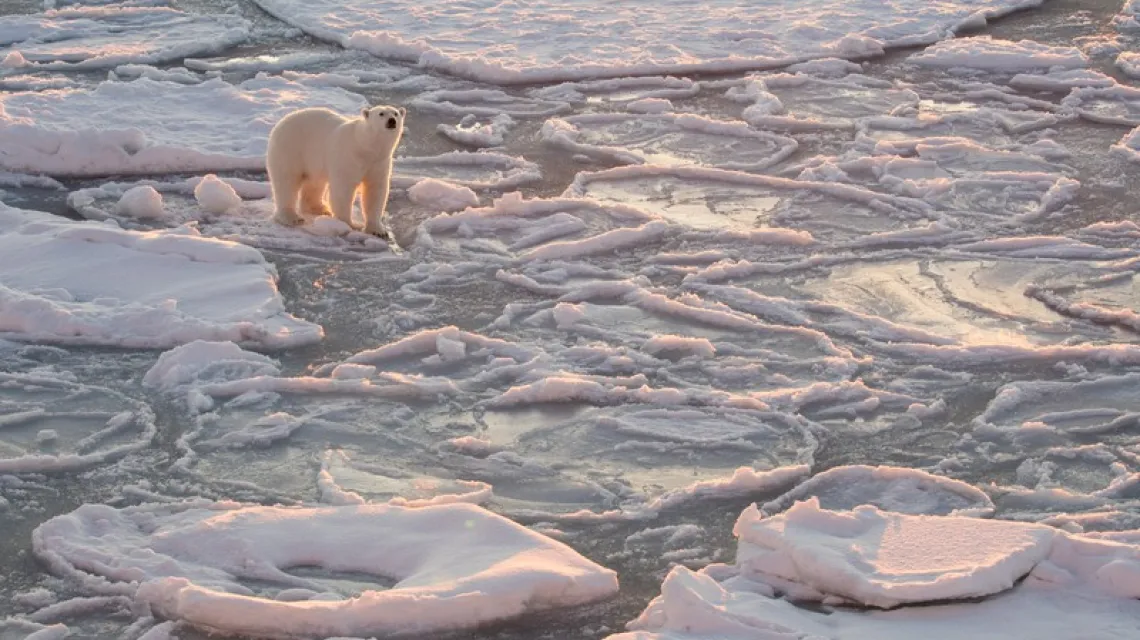 Niedźwiedź polarny, Arktyka /  / fot. Josh Anon/Solent News/East News