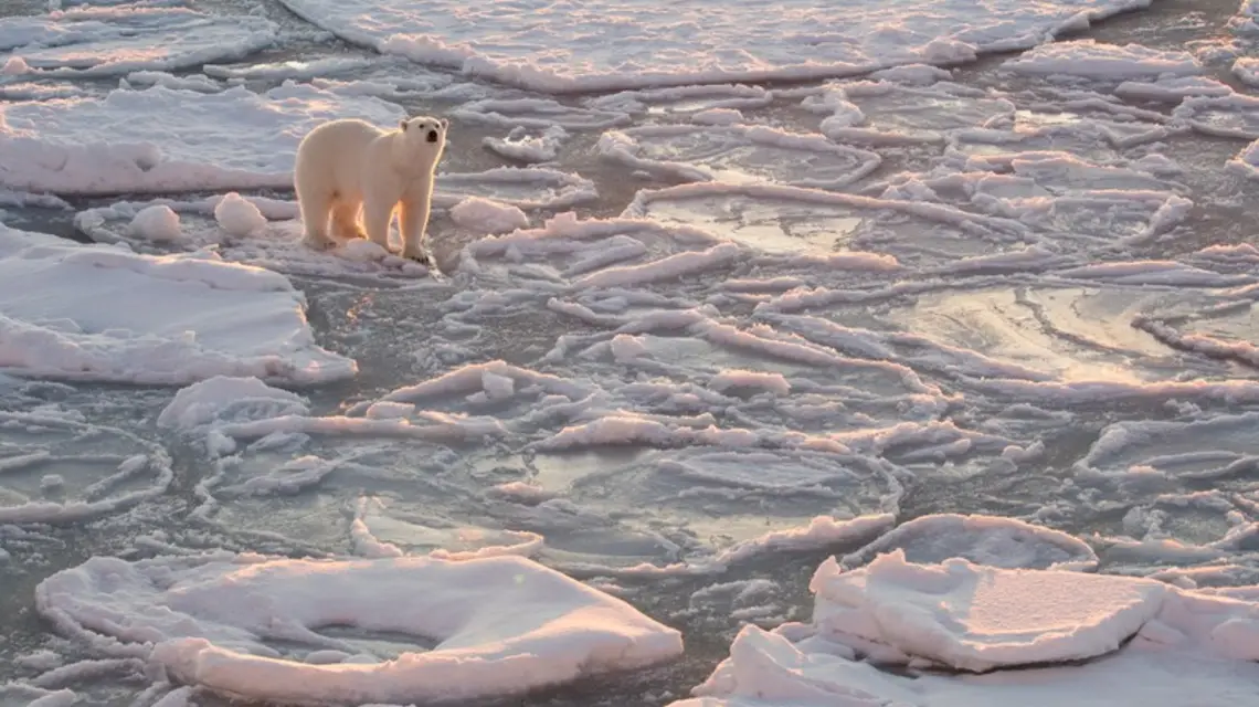 Niedźwiedź polarny, Arktyka / / fot. Josh Anon/Solent News/East News