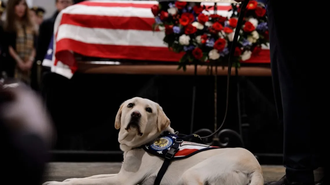 Uroczystości pogrzebowe George'a H. W. Busha. Przy trumnie zmarłego prezydenta jego pies Sully, Waszyngton, 4 grudnia 2018 r. / Fot. Brendan Smialowski / AFP / East News / 