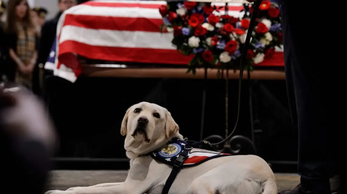 Uroczystości pogrzebowe George'a H. W. Busha. Przy trumnie zmarłego prezydenta jego pies Sully, Waszyngton, 4 grudnia 2018 r. / Fot. Brendan Smialowski / AFP / East News / 