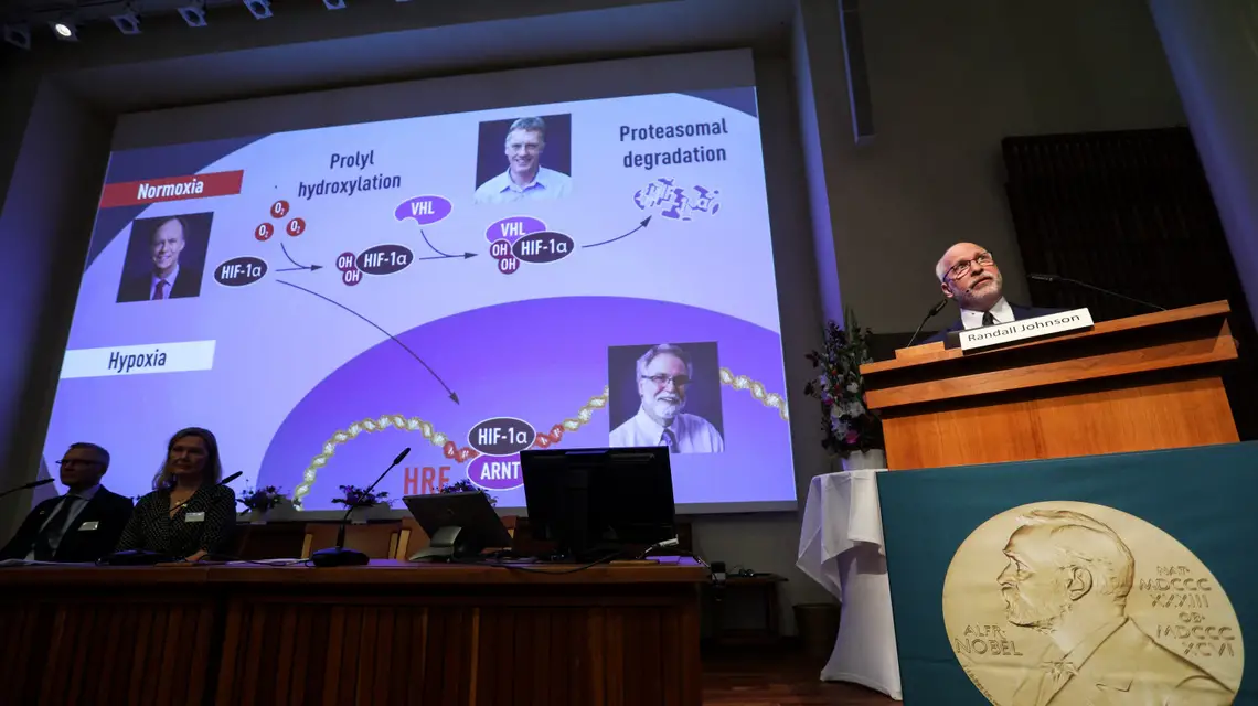 Ogłoszenie Nagrody Nobla w dziedzinie fizjologii i medycyny. Sztokholm, 7 października 2019 r. / / Fot. Zheng Huansong/Xinhua News/East News