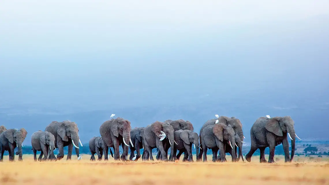 Rezerwat Mashatu Game w Botswanie, 2017 r. / GREG DU TOIT / BARCROFT IMAGES / GETTY IMAGES