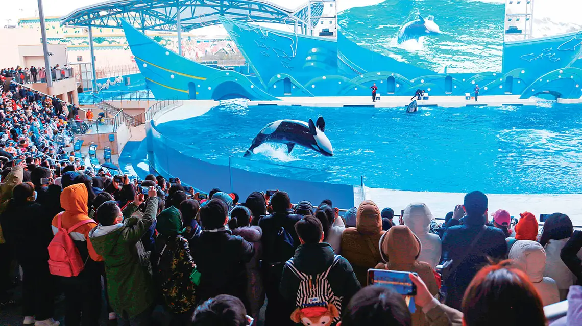 Pokaz tresury orek w parku oceanicznym w Szanghaju. 4 lutego 2022 r. / YUYU CHEN / FUTURE PUBLISHING / GETTY IMAGES