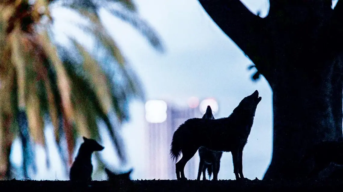 Epidemia koronawirusa: szakale w pustym Tel Awiwie. Izrael, 9 kwietnia 2020 r. / ODED BALILTY / AP / EAST NEWS / ODED BALILTY / AP / EAST NEWS