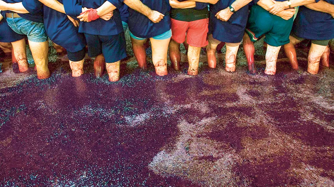Tłoczenie winogron w winnicy Vargelas. Douro, Portugalia. / REUTERS / FORUM