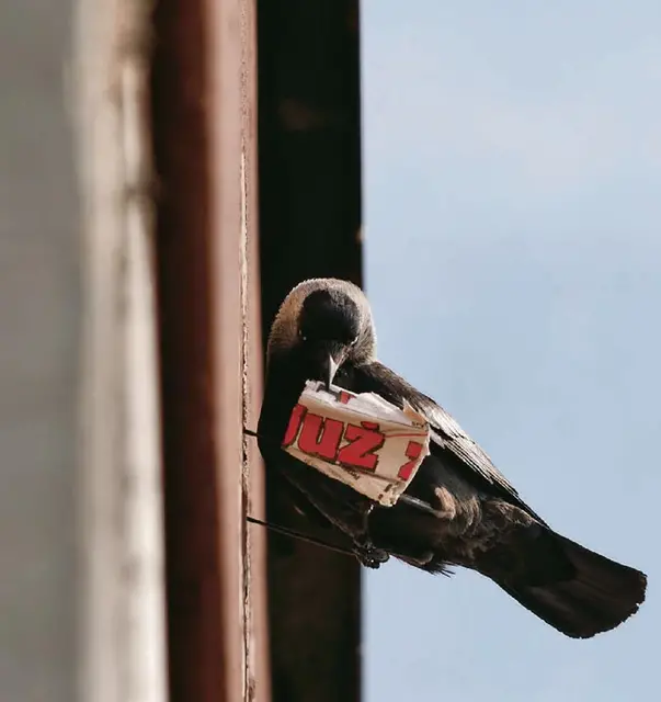 Czwarte zdjęcie tygodnia to fotografia „Już czas na Kafkę” pana Krzysztofa Musiała. / Fot. Krzysztofa Musiała