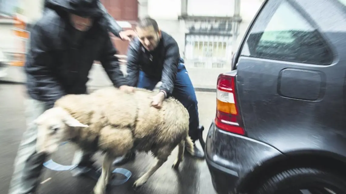 Na Święto Ofiarowania muzułmanie dzielą się mięsem z ubogimi. Zwierzę musi być zabite rytualnie i dlatego w Belgii zorganizowano czasowe rzeźnie. Bruksela, październik 2012 r. / Fot. De Wilde Sander / CORBIS