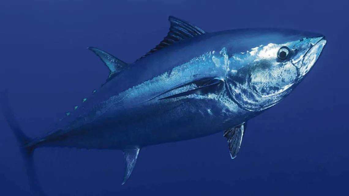 Tuńczyk błękitnopłetwy jest tak drogi, że rybacy nie mogą powstrzymać się przed jego odławianiem. / Fot. OCEAN2012 / WILD WONDERS