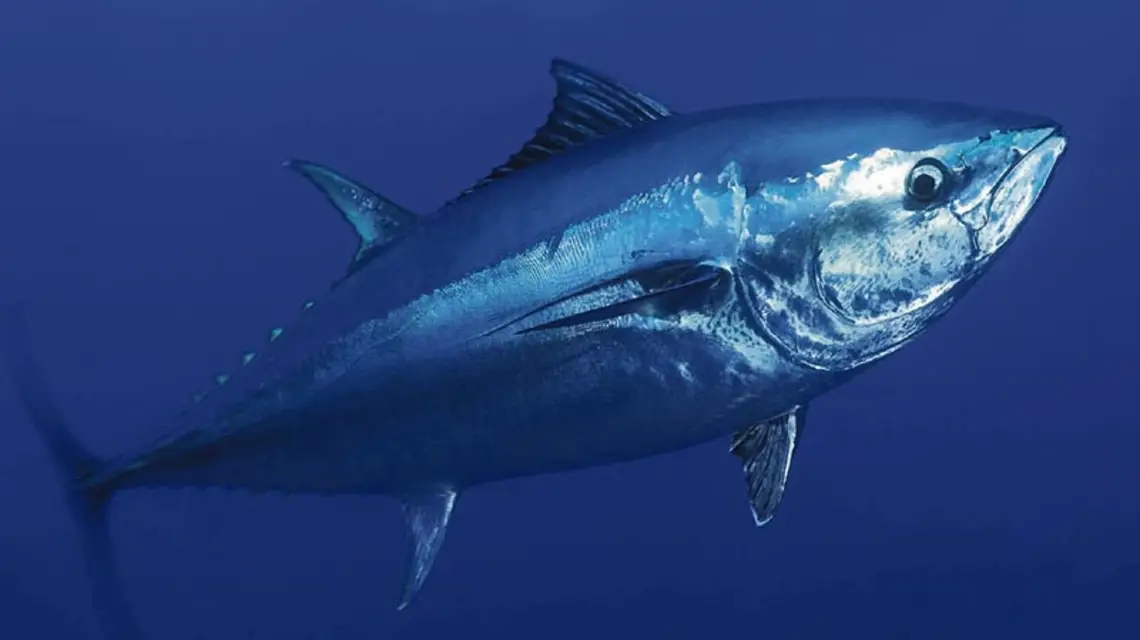 Tuńczyk błękitnopłetwy jest tak drogi, że rybacy nie mogą powstrzymać się przed jego odławianiem. / Fot. OCEAN2012 / WILD WONDERS