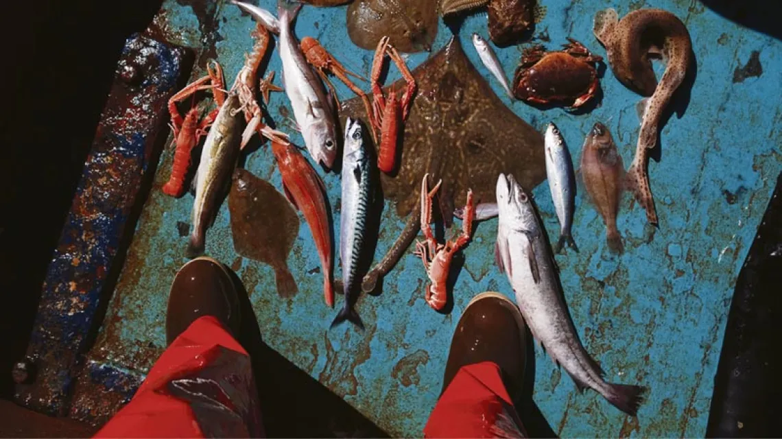 Przyłów – organizmy (często rzadkie lub chronione), które wpadły do sieci, a nie były celem połowów rybaka zazwyczaj trafiają martwe za burtę. / Fot. PEW & COREY ARNOLD