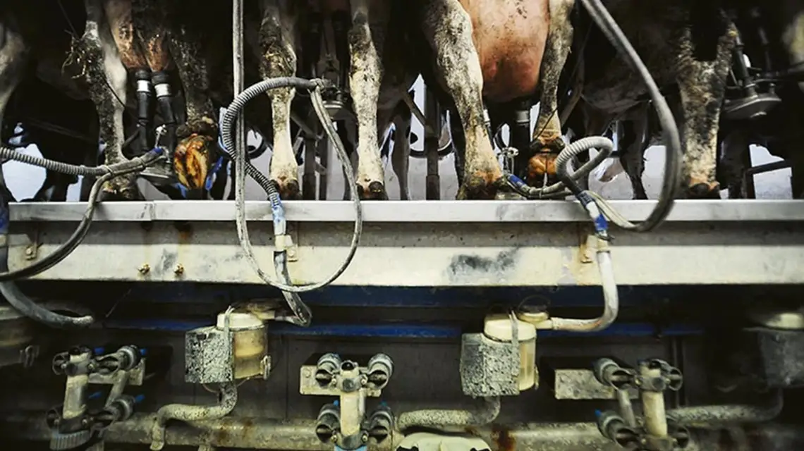  / Fot. Jo-Anne Mcarthur / WE ANIMALS