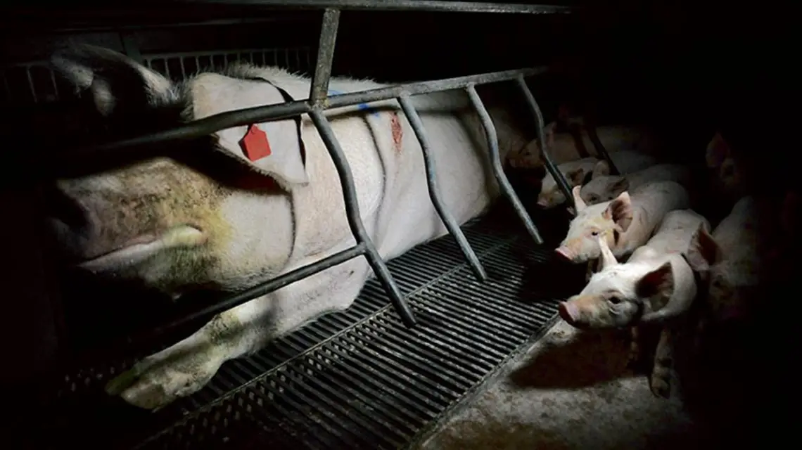  / Fot. Jo-Anne Mcarthur / WE ANIMALS