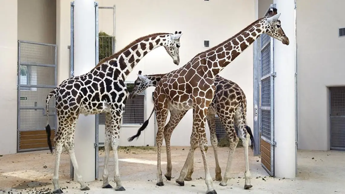  / Fot. ZOO KRAKÓW