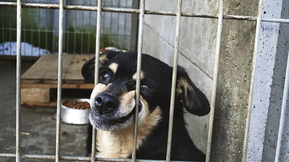 Przytulisko dla zwierząt w Wągrodnie k. Piaseczna, luty 2014 r. / Fot. Jerzy Dziekoński