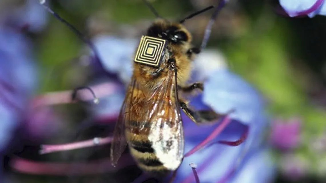 Sensor o powierzchni 2,5 mm<sup>2</sup> na jednej spośród 5 tys. pszczół miodnych z Hobart na Tasmanii. Jest tak lekki, że pszczoła go nie czuje, a pozwala zdalnie identyfikować pojedyncze osobniki. / Fot. www.geek.com / SCIENCE
