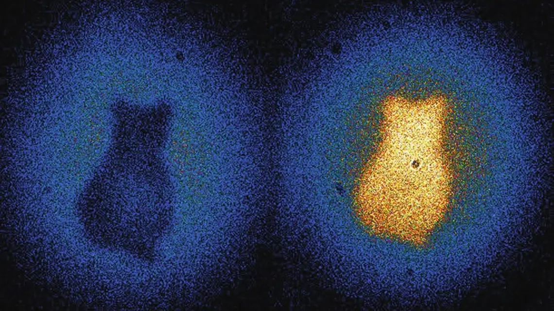 „Kot Schrödingera” na zdjęciu wykonanym przez austriackich naukowców / Fot. Gabriela Barreto Lemos