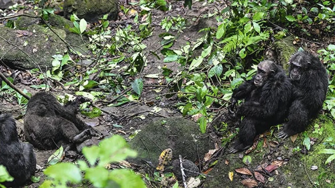 Szympansy zgromadzone wokół martwego samca alfa, który zginął w walce. Park Narodowy Gór Mahale, Tanzania / Fot. Konrad Wothe / MINDEN PICTURES / CORBIS