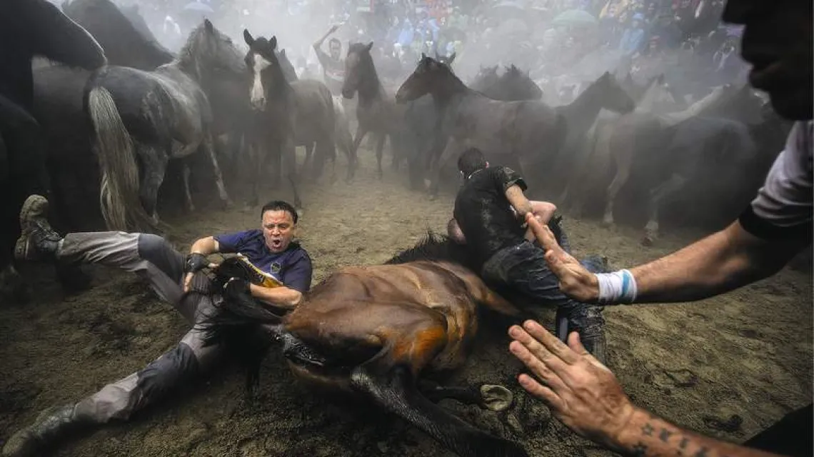 Tradycyjne „postrzyżyny” dzikich koni. Sabucedo, Hiszpania, 5 lipca 2014 r. / Fot. Denis Doyle / GETTY IMAGES