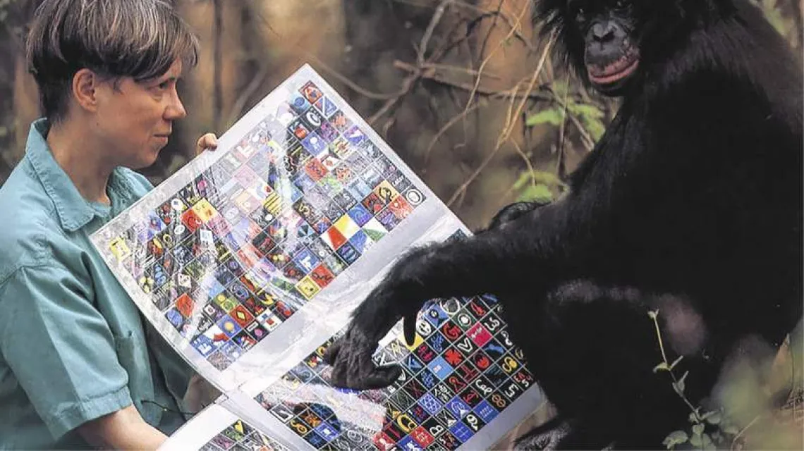 Dr Susan Savage-Rumbaugh uczy Kanziego, szympansa bonobo, komunikowania się przy pomocy leksygramów / Fot. Georgia State University’s Language Research Center in Atlanta