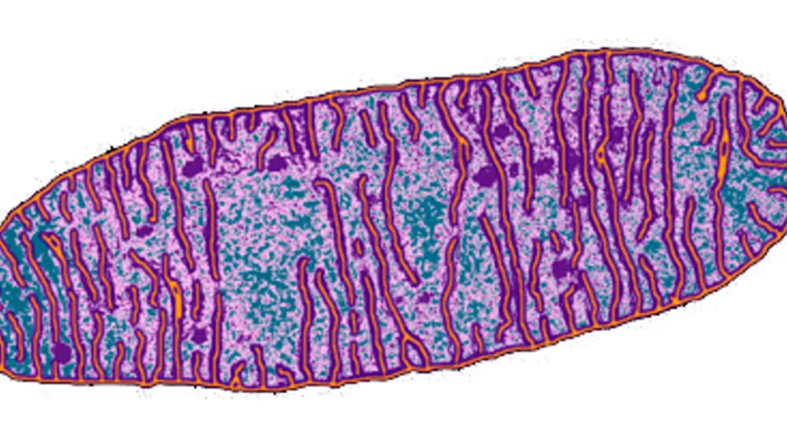 Mitochondrium / Fot. GETTY IMAGES