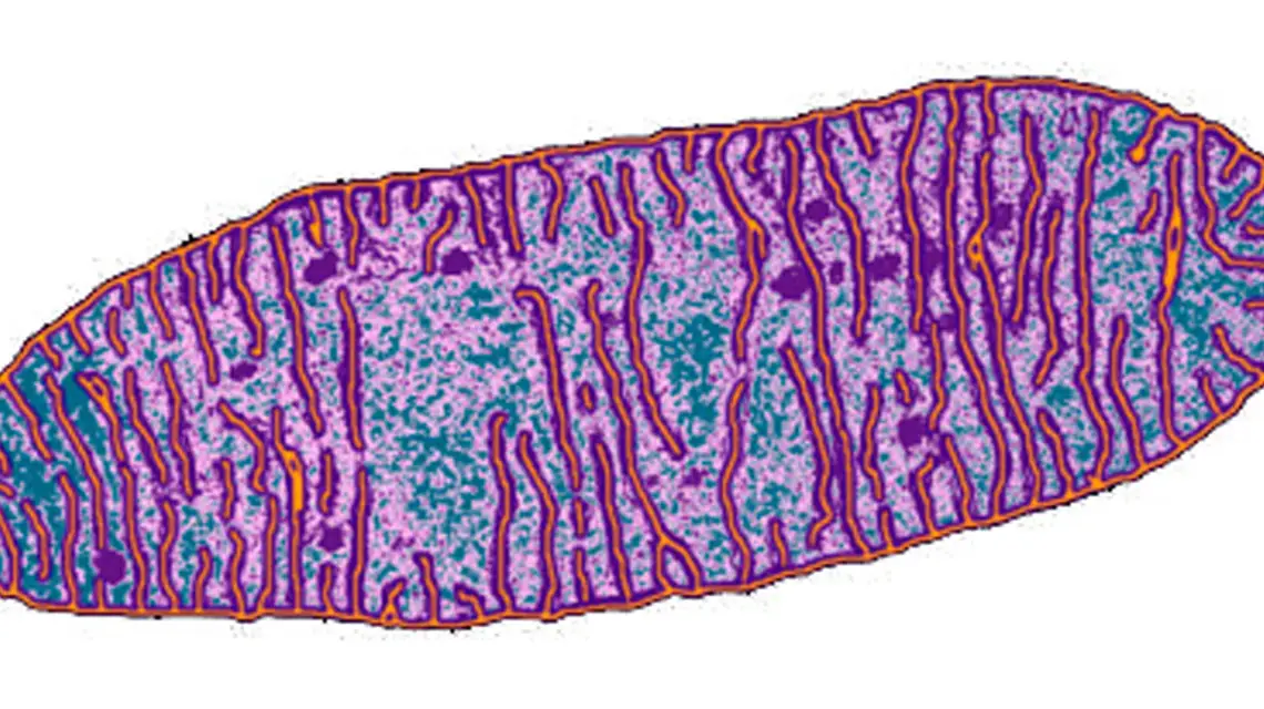 Mitochondrium / Fot. GETTY IMAGES
