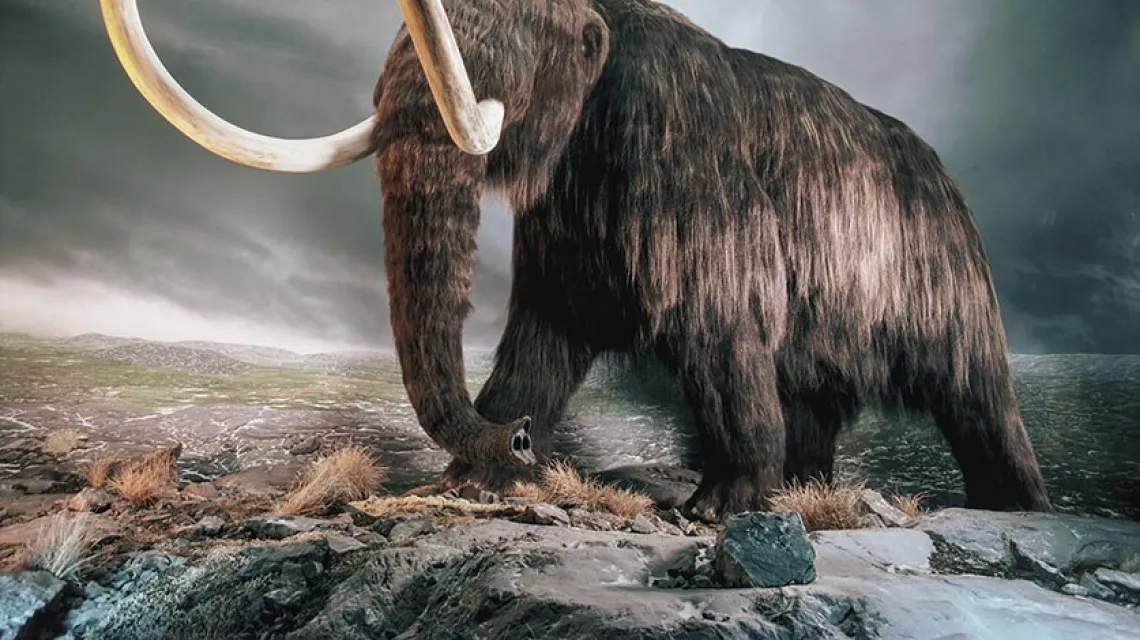 Replika mamuta włochatego / Fot. Jonathan Blair / ROYAL BC MUSEUM / CORBIS