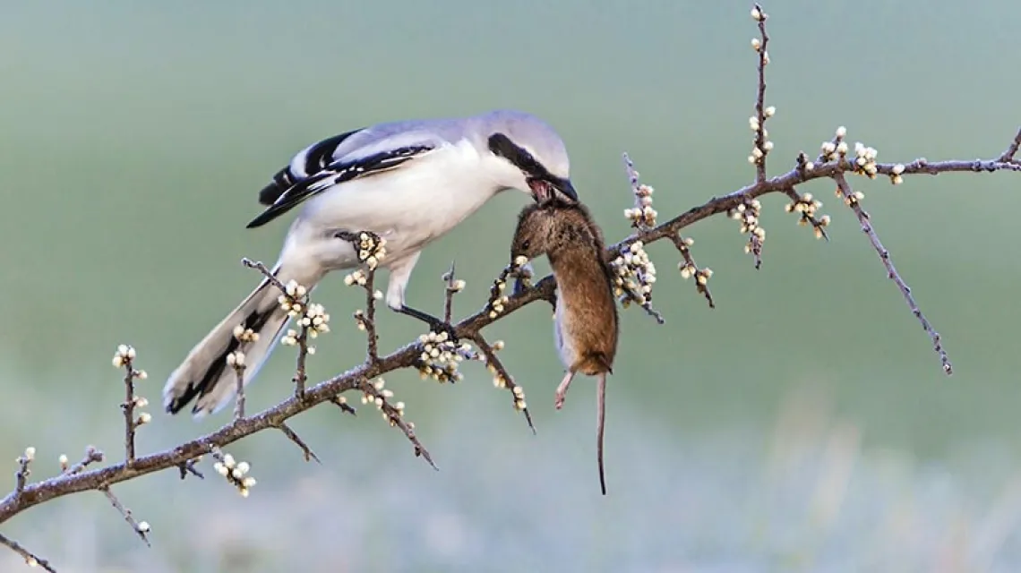 Dzierzba nabija schwytaną mysz na ciernie krzewu, który służy jej za spiżarnię / Fot. EAST NEWS