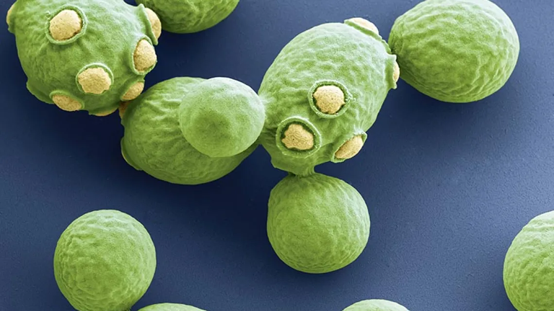 Komórki drożdży Saccharomyces cerevisiae / Fot. SCIENCE PHOTO LIBRARY / EAST NEWS