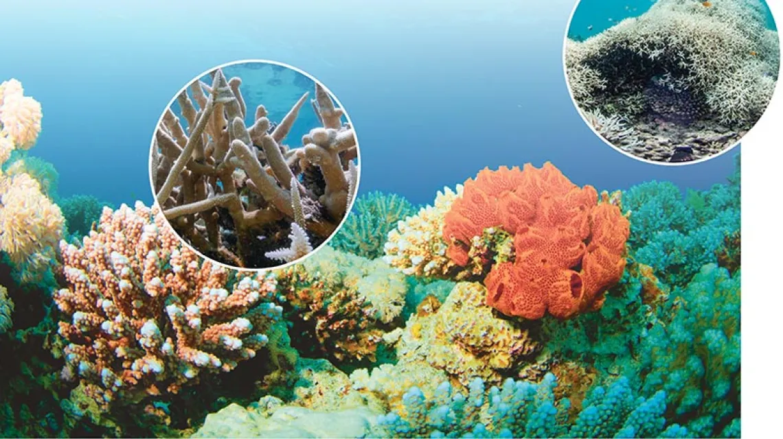 Na zbliżeniach – wyblakłe fragmenty umierającej Wielkiej Rafy Koralowej / Fot. RICHCAREYZIM / DREAMSTIME.COM // WWF.AUSTRALIA // WWW.RICE.EDU
