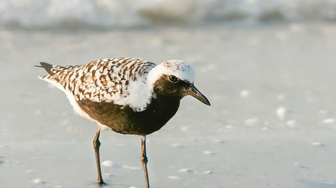 Siewnica / Fot. Hans Hillewaert / wikipedia.org