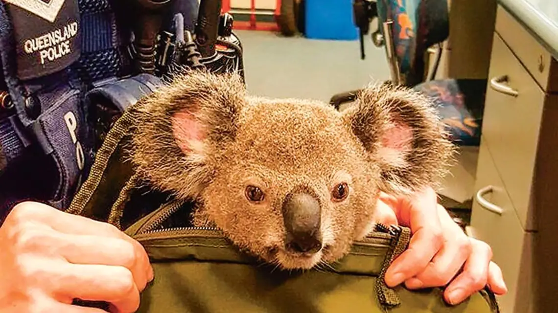  / Fot. Queensland Police / AFP / EAST NEWS