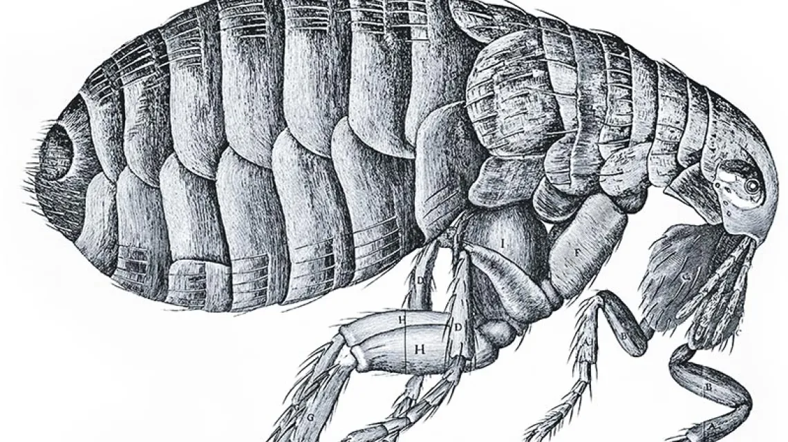 Pchła z gatunku Ceratophyllus faciatus z książki Roberta Hooke’a „Micrographia”, 1665 r. / Rys. Domena publiczna