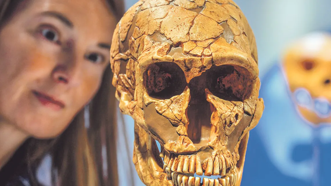 Czaszka neandertalczyka w muzeum w niemieckim Chemnitz, 2014 r. / Fot. Hendrik Schmidt / DPA / EAST NEWS