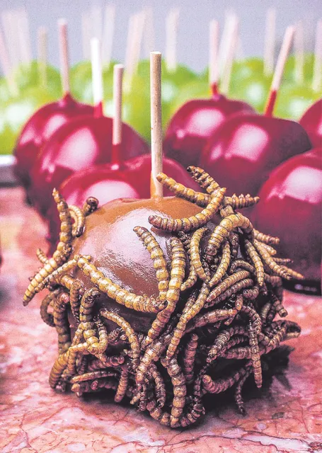 Jadalne kandyzowane jabłka pokryte larwami chrząszcza (Tenebrio molitor) – wyprodukowane w USA / Fot. Peter Menzel / EAST NEWS