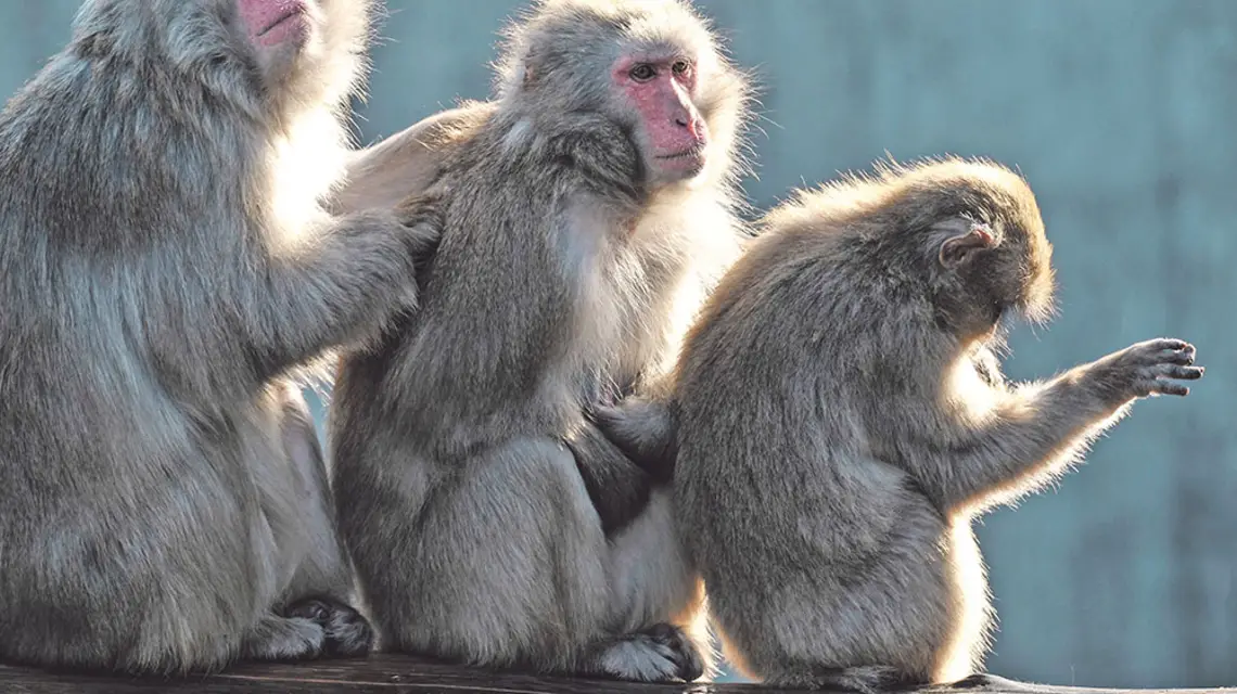Makaki japońskie (Macaca fuscata) zajęte wzajemnym iskaniem się / Fot. Michael Weber / GETTY IMAGES