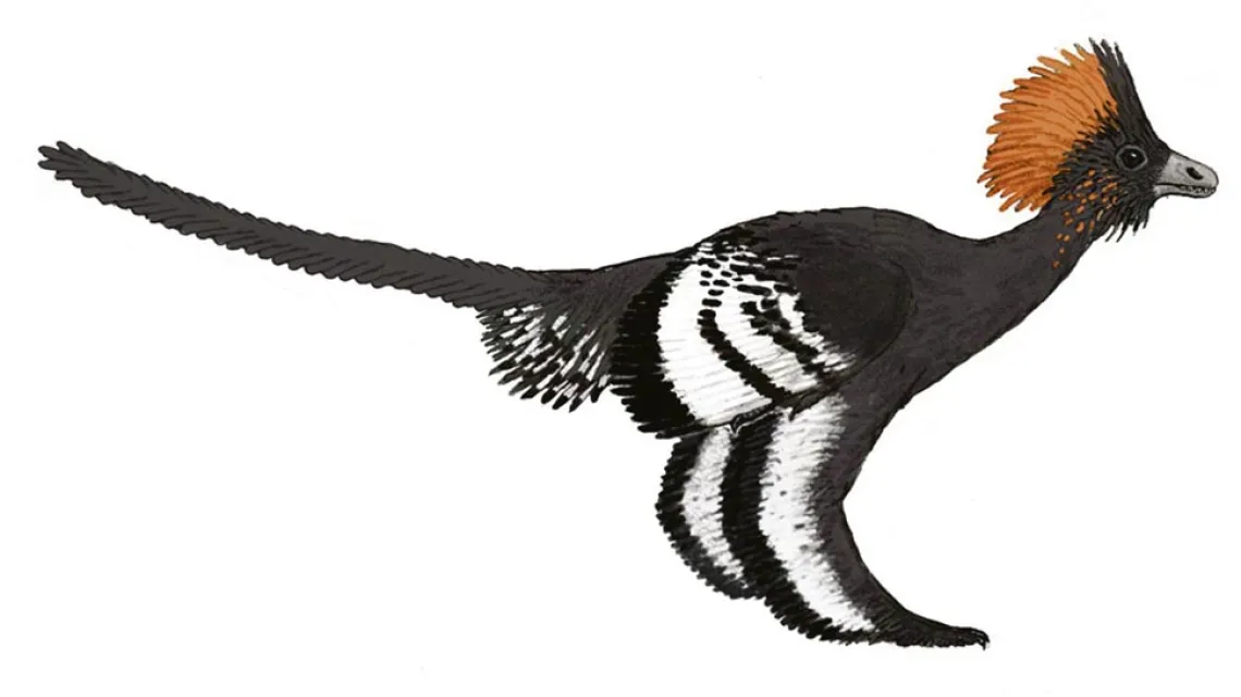 Rekonstrukcja dinozaura Anchiornis huxleyi, która przedstawia faktyczne kolory jego upierzenia, odtworzone przez Jakoba Vinthera z zespołem / Image courtesy of Michael A. Digiorgio / Science