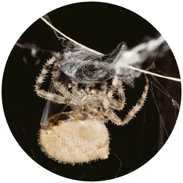 Araneus gemmoides, zwany „kocią mordką”, do omotania ofiary używa jednego z siedmiu typów nici, jakie potrafią snuć pająki / fot. Brian Clark / University of Wyoming