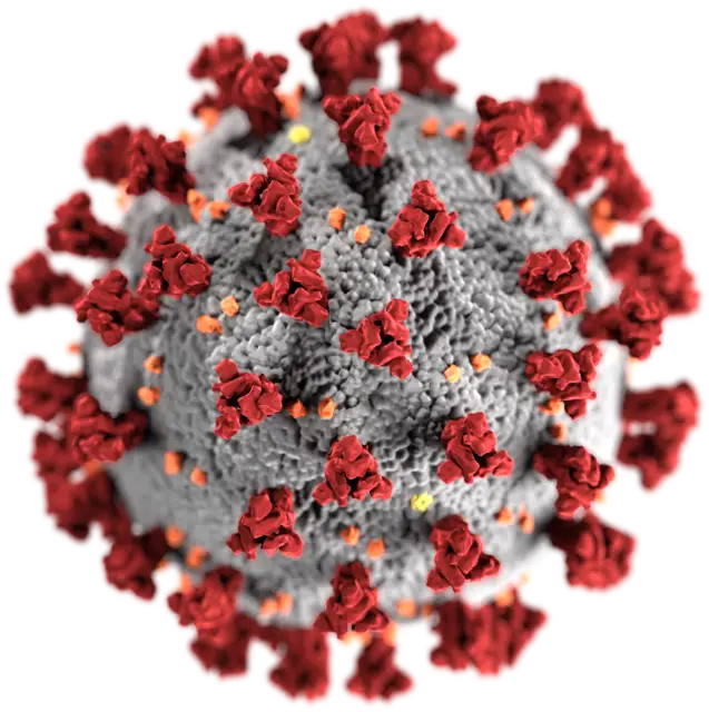 Wizualizacja wirionu SARS-CoV-2 / Centers for Disease Control and Prevention / Wikimedia