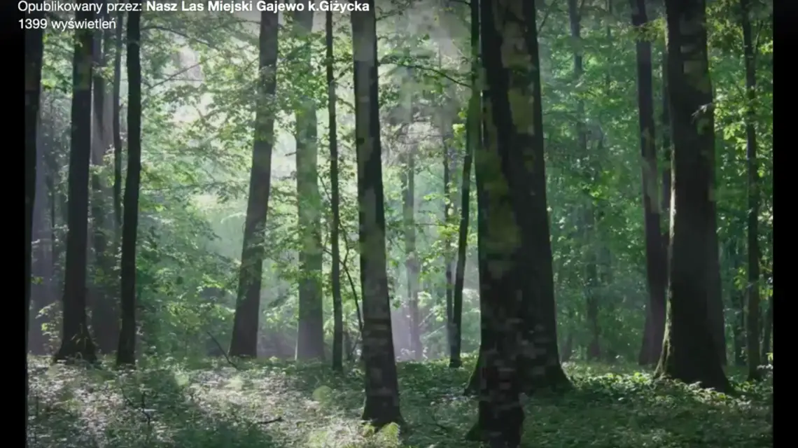 Screen z filmu z profilu "Nasz Las Miejski Gajewo k.Giżycka" / FACEBOOKScreen z filmu z profilu "Nasz Las Miejski Gajewo k.Giżycka" / FACEBOOK / 