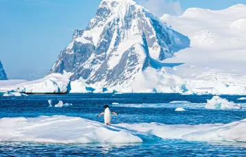 Pingwin Adeli, Antarktyda / ART WOLFE / ZUMA PRESS / FORUM