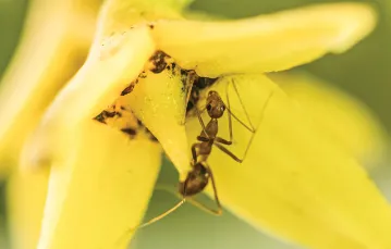 Mrówki Anoplolepis gracilipes / CLAUDIO CONTRERAS / BE&W