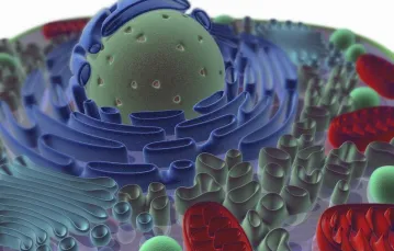 Schemat budowy typowej komórki zwierzęcej / Fot. Nucleus Medical Art / EAST NEWS