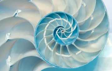 Wiele struktur w przyrodzie – od galaktyk po muszle łodzików (na zdjęciu) i kwiaty słonecznika – można opisać matematycznie za pomocą spirali Fibonacciego. / Fot. GETTY IMAGES